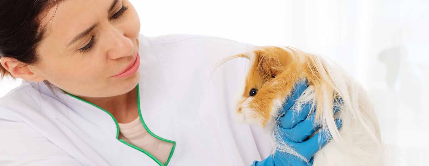 long haired guinea pig being checked by a veterinary specialist