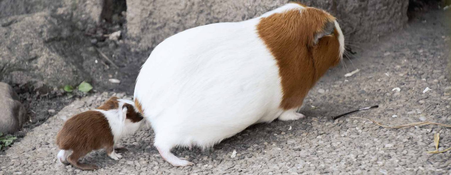 What Is The Average Lifespan Of A Guinea Pig Life Expectancy Life Cycle