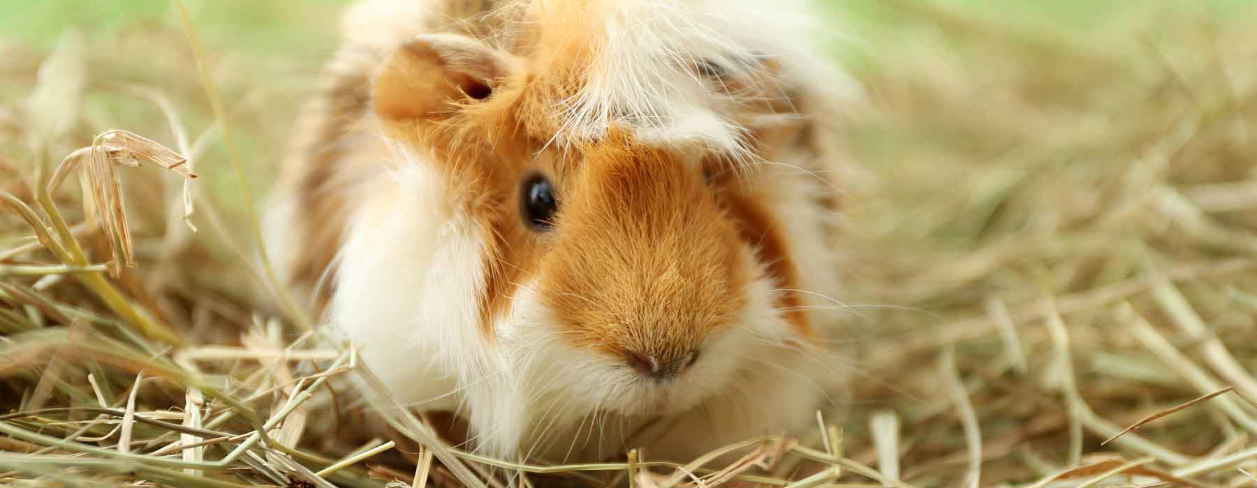 guinea pig being checked by the vet