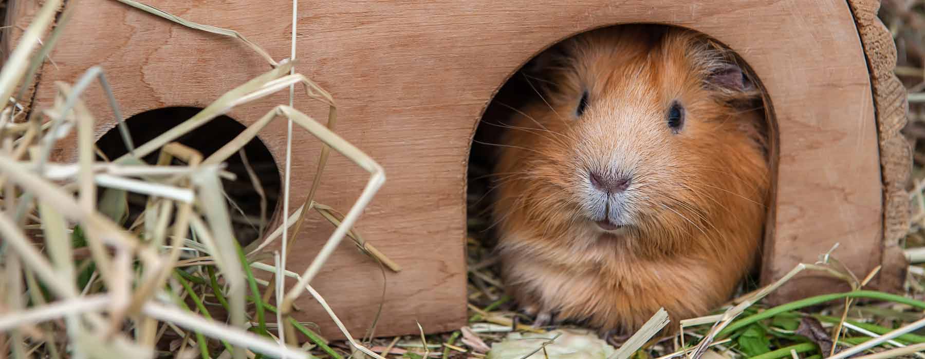 Guinea Pig Boarding Uk A Guide Small Pet Boarding Prices Faqs