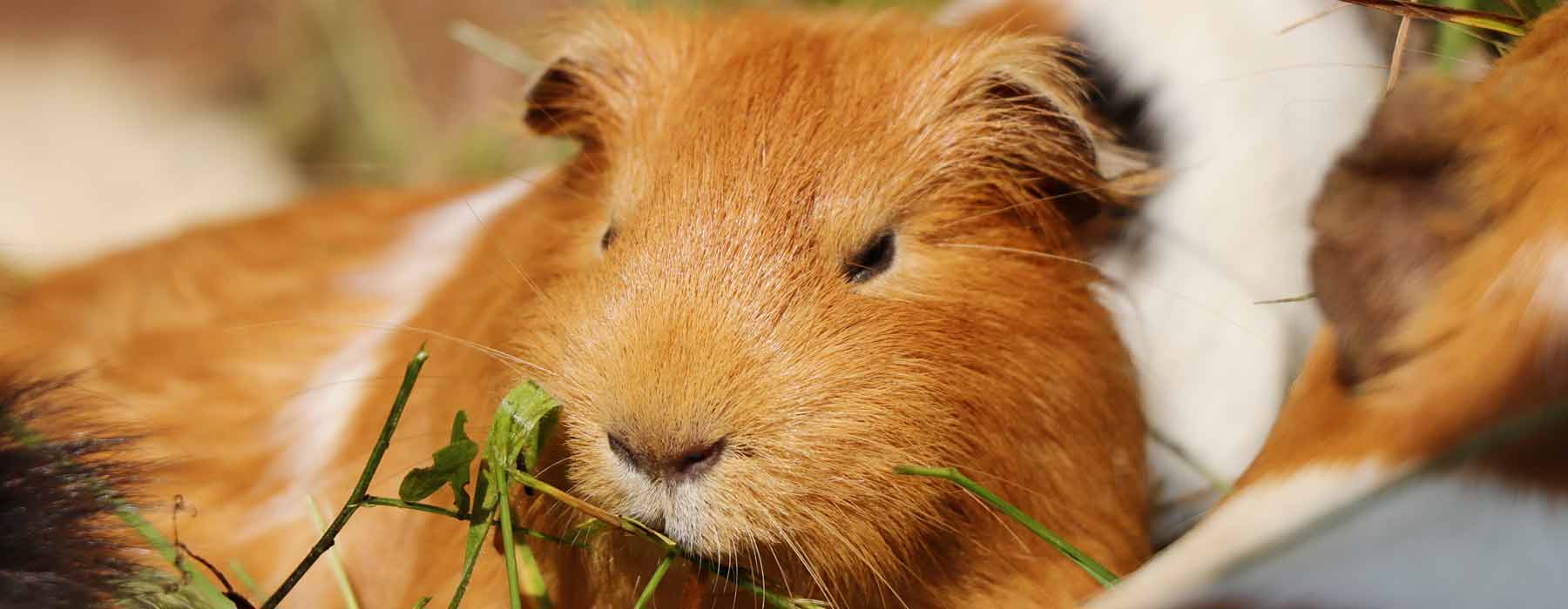 ginger guinea pig eating herbs