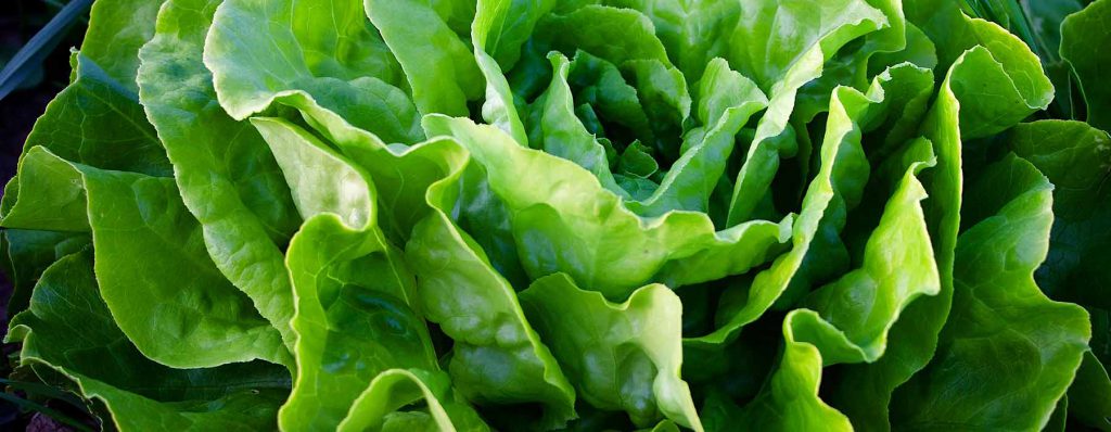 lettuce