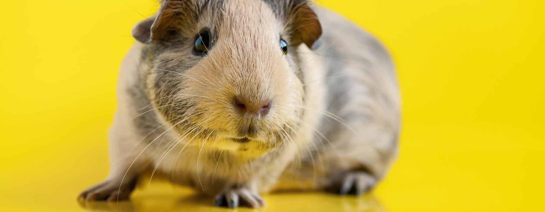 cute short haired guinea pig