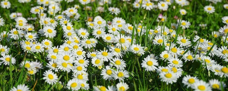 daisies in the grass