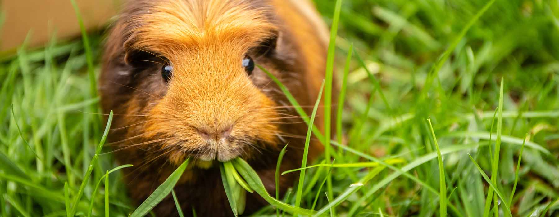 ginger guinea pig outdoors eating grass