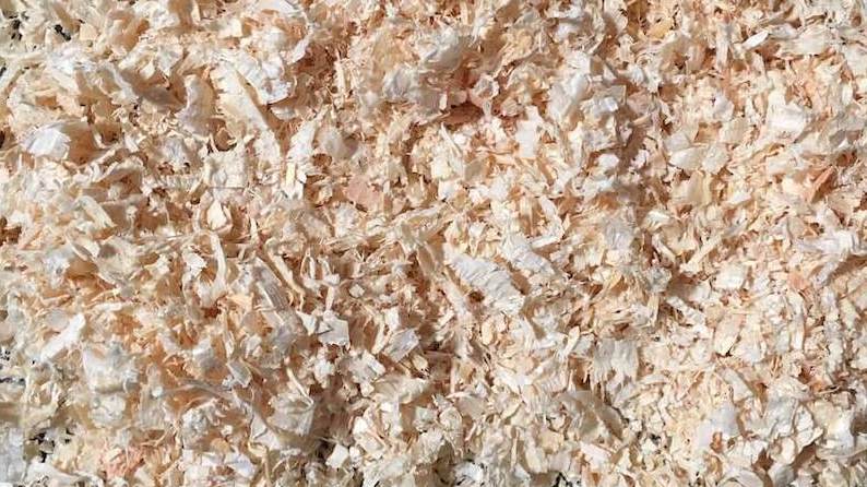 Image result for Is Pine Bedding Good for Guinea Pigs? | Safe Pine Wood Shavings