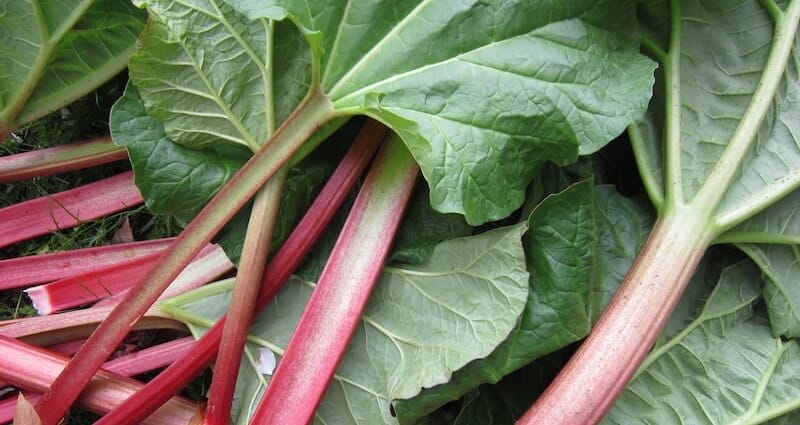 rhubarb stalks and leaves