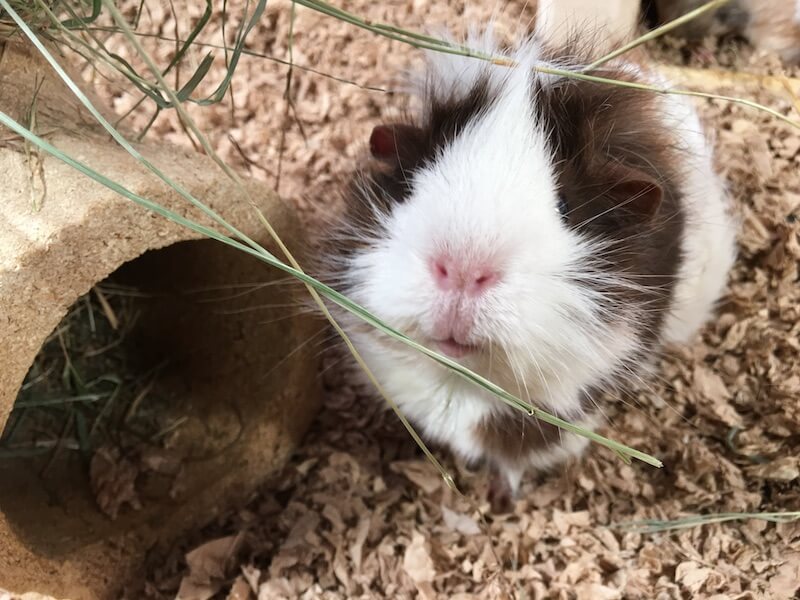 White faced Abyssinian guinea pig next to tunnel