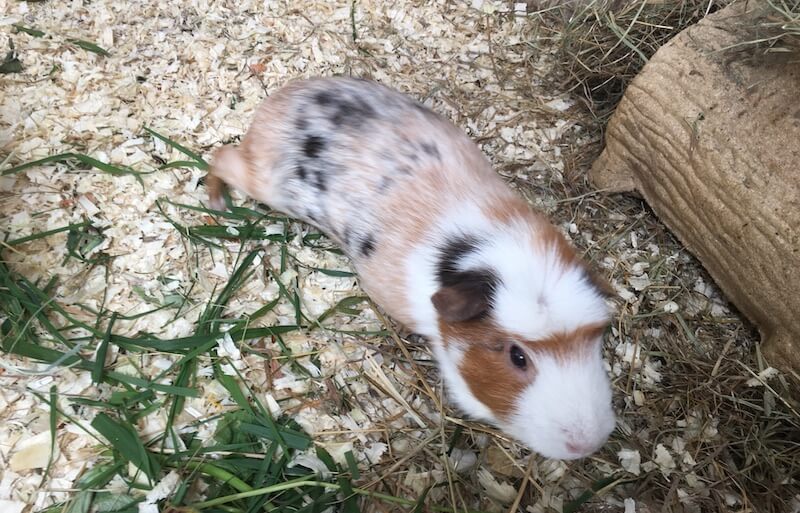 American Crested Guinea Pig running around his enclosure