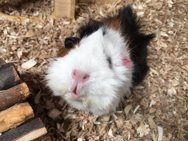 Cheeky Abyssinian Guinea Pig close looking up at the camera