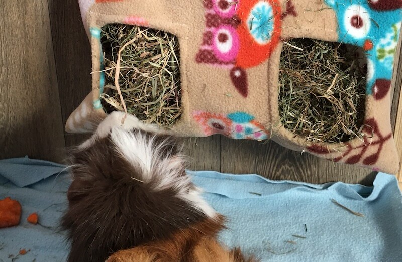guinea pig eating hay from a fleece hay feeder