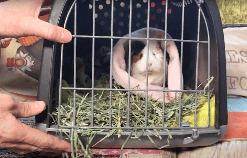 guinea pig in a pet carrier